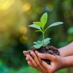 Dinas Lingkungan Hidup (DLH) Kota Palu: Menjaga Harmoni Alam di Kota Seribu Sungai