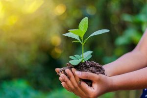 Dinas Lingkungan Hidup (DLH) Kota Palu: Menjaga Harmoni Alam di Kota Seribu Sungai